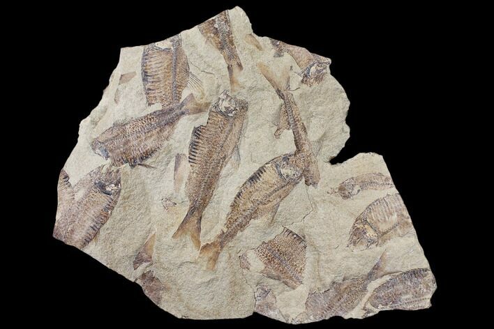 Fossil Fish (Gosiutichthys) Mortality Plate - Lake Gosiute #130001